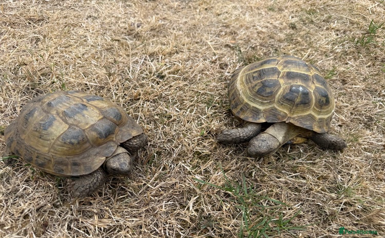 Tortoise reptiles - Advert 1