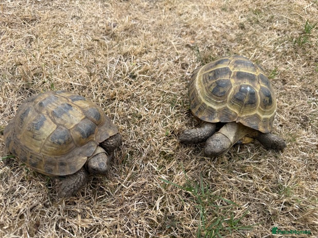 Tortoise reptiles - Advert 1