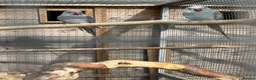 Ringnecks birds for sale: breeding pair of ringnecks - Advert 1
