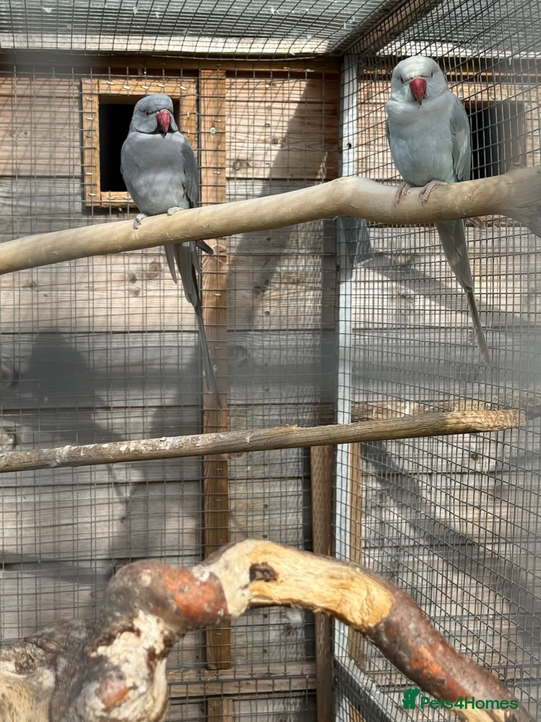 Ringnecks birds for sale: breeding pair of ringnecks - Advert 1