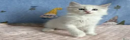Ragdoll cats for sale: 🐾 Beautiful Ragdoll Kittens for Sale 🐾 - Advert 31