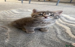 Mixed Breed cats for sale: Beautiful mix breed kittens - Image 9