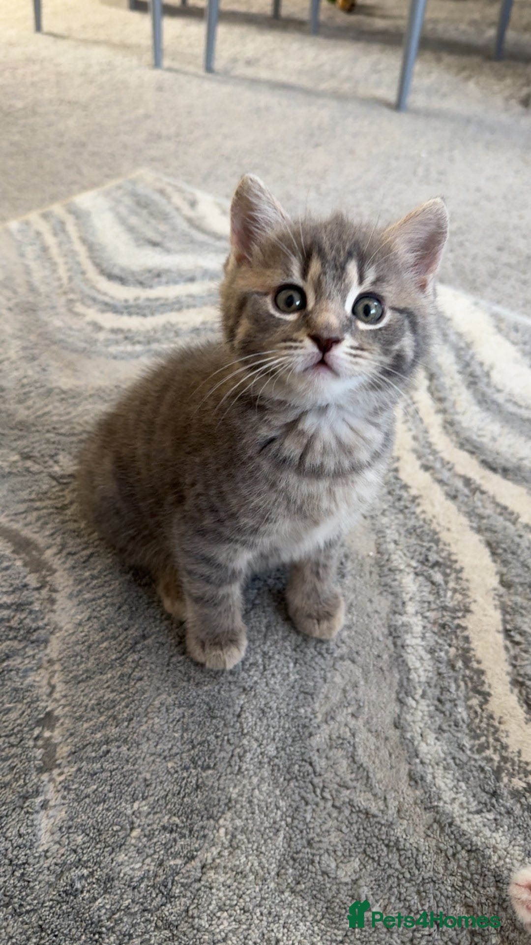 Mixed Breed cats for sale: Beautiful mix breed kittens - Image 9