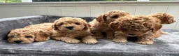 Cavapoochon dogs for sale: Beautiful Cavapoochon Puppies for sale - Advert 1