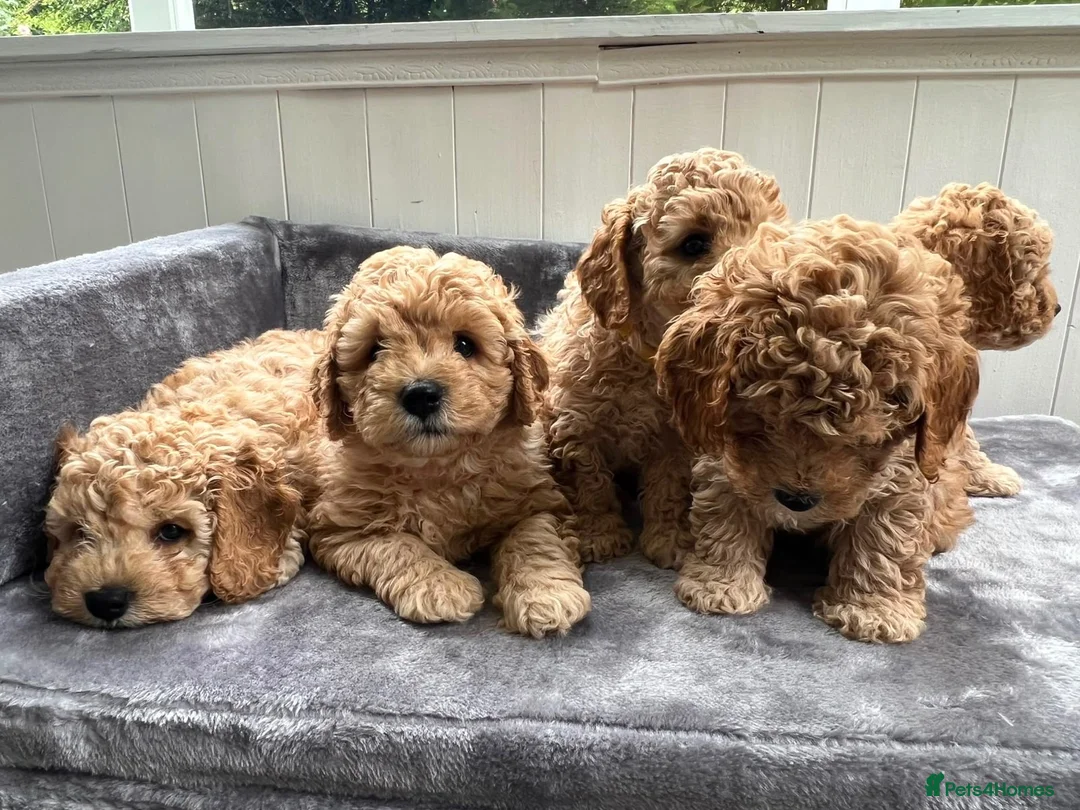 Cavapoochon dogs for sale: Beautiful Cavapoochon Puppies for sale - Advert 1