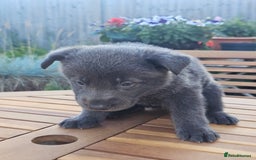 German Shepherd dogs for sale: Blue German shepherds for sale - Image 1