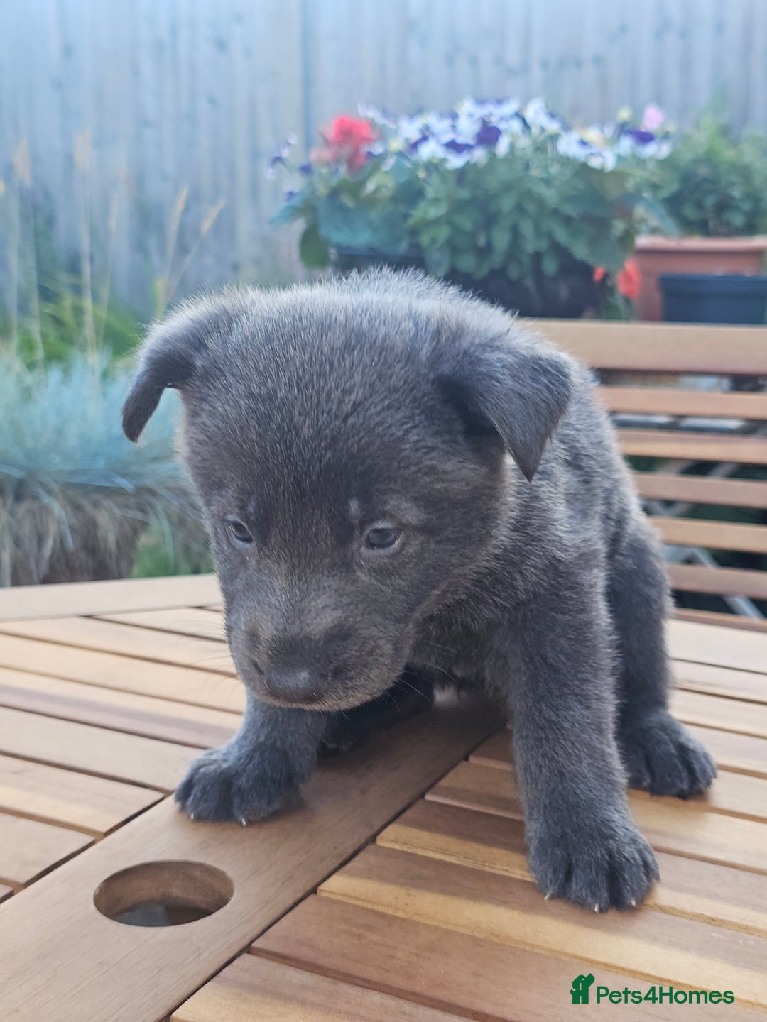 German Shepherd dogs for sale: Blue German shepherds for sale - Image 1