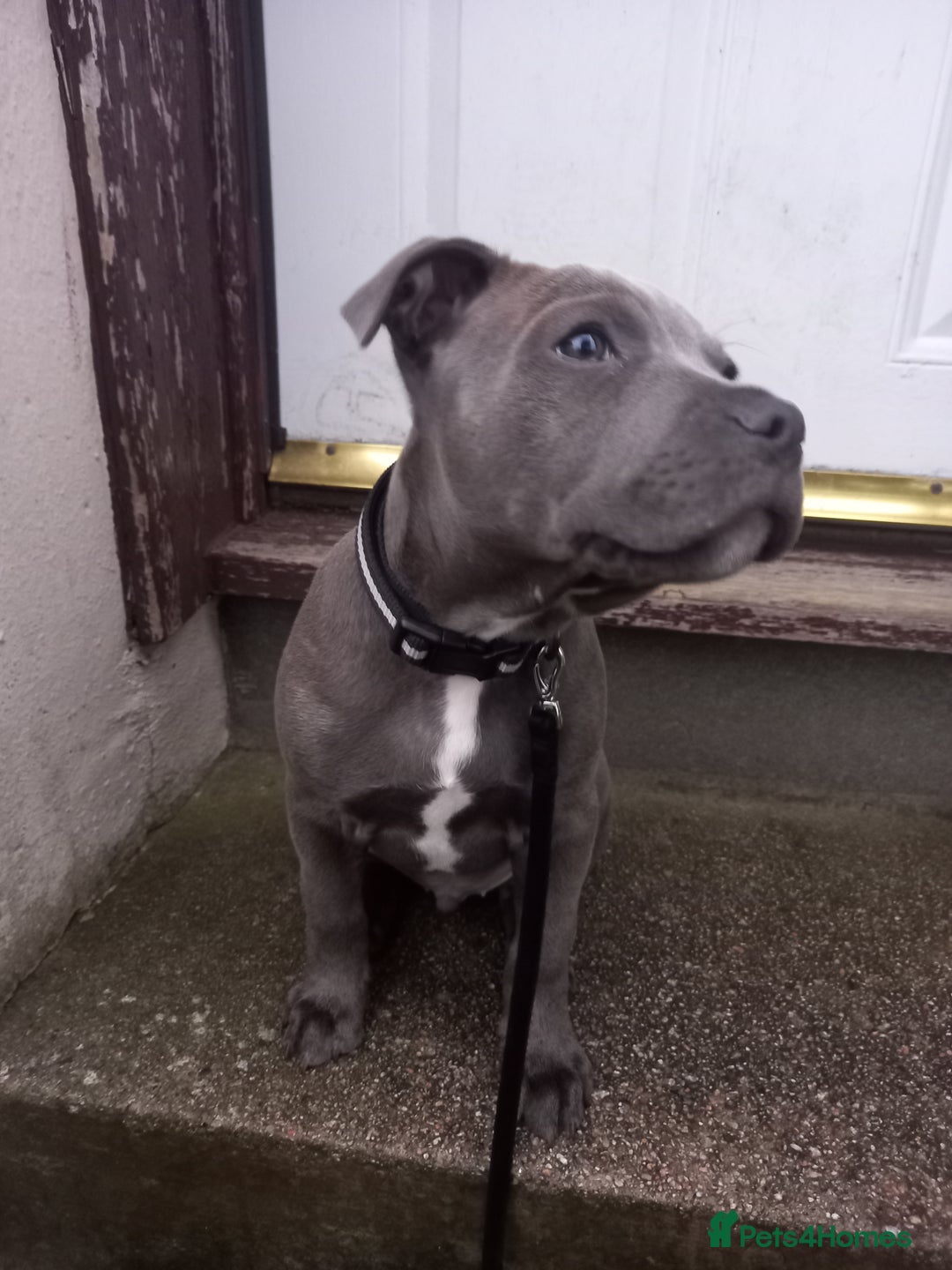Staffordshire Bull Terrier dogs for sale: Staffy pup - Image 9