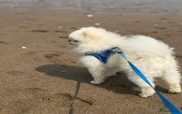 Pomeranian dogs for stud: Tiny Pomeranian (STUD)  - Image 5