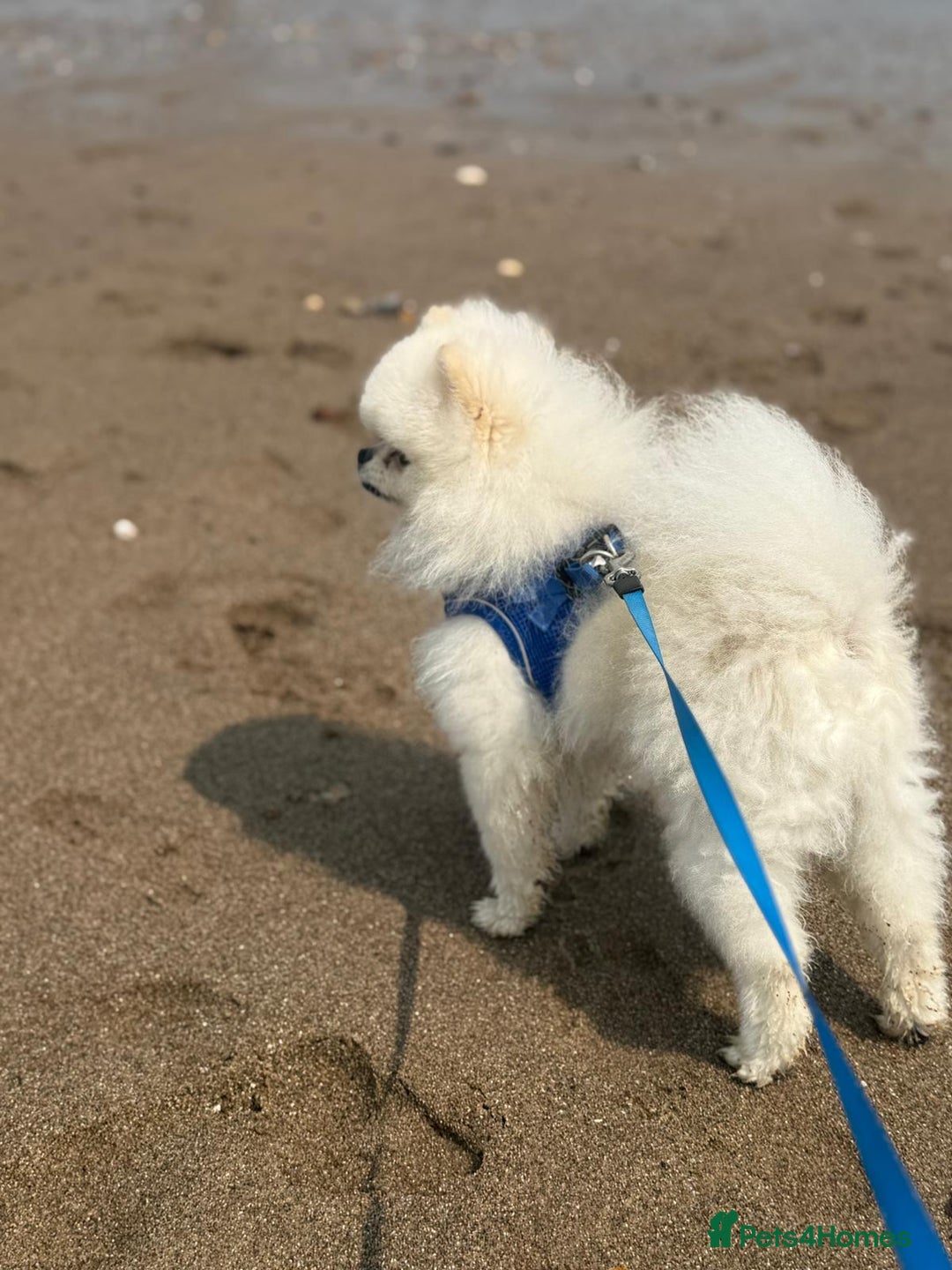 Pomeranian dogs for stud: Tiny Pomeranian (STUD)  - Image 5