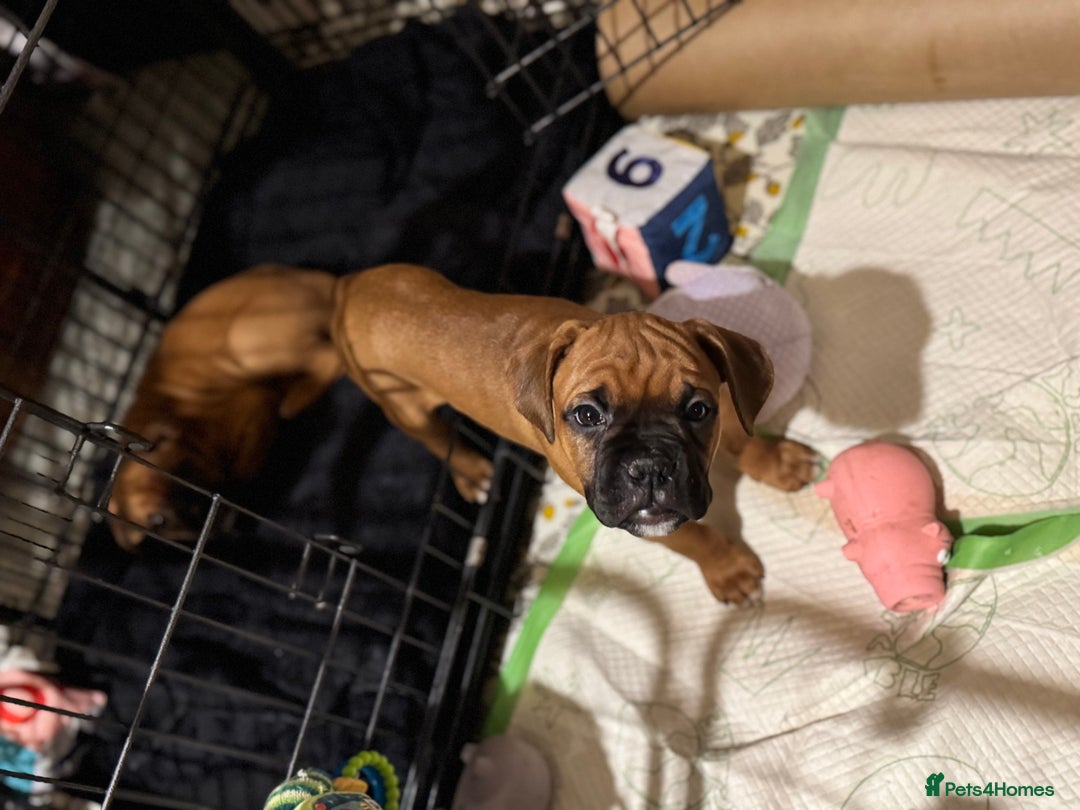 Boxer dogs for sale: 1 Female Boxer X Puppies-Ready Now - Image 36