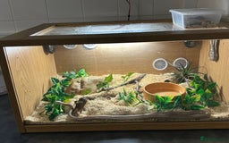 Corn Snake reptiles for sale: Year old pink corn snake  - Image 4