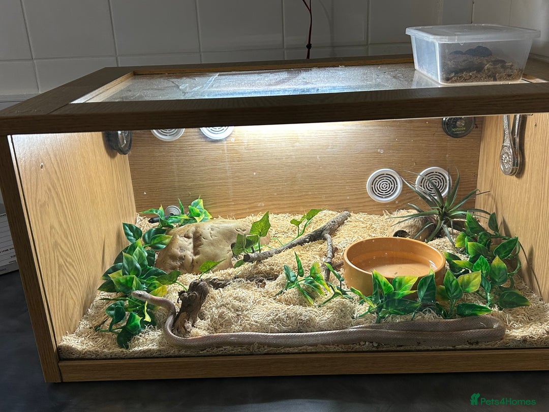 Corn Snake reptiles for sale: Year old pink corn snake  - Image 4