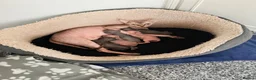 Sphynx cats for stud: TICA Registered Active,Canadian Sphynx is for STUD - Advert 7