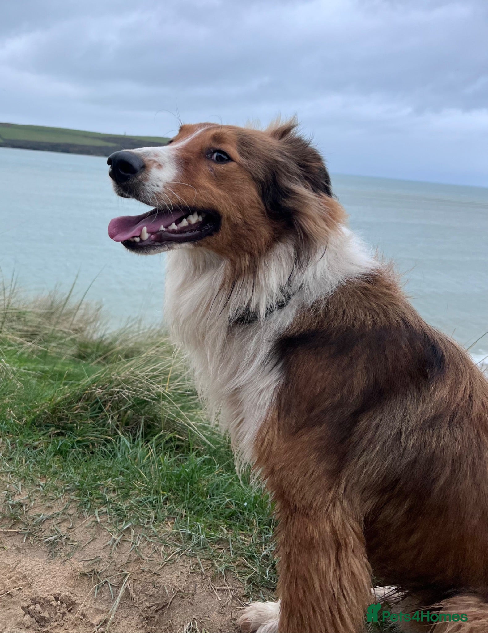 Mixed Breed dogs Stunning, loving Lassie/Border collie - Advert 2
