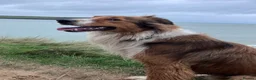 Mixed Breed dogs for sale: Stunning, loving Lassie/Border collie - Advert 1