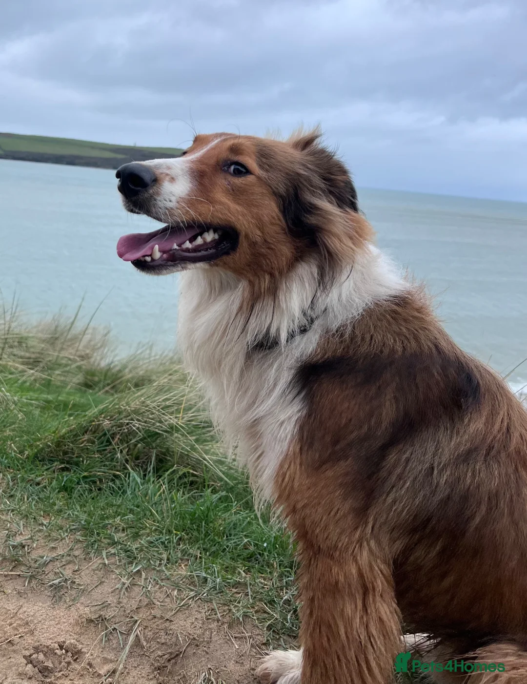 Mixed Breed dogs for sale: Stunning, loving Lassie/Border collie - Advert 1