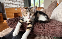 Mixed Breed cats for sale: Beautiful mixed breed kittens  - Image 18