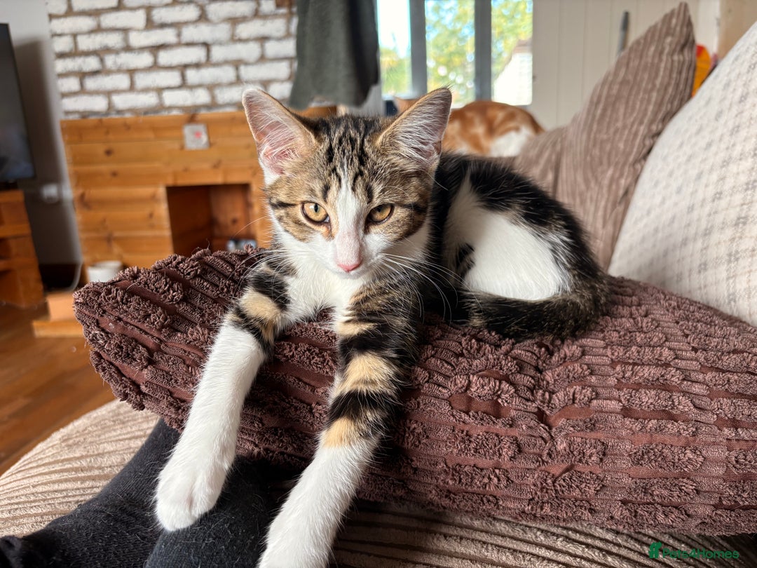 Mixed Breed cats for sale: Beautiful mixed breed kittens  - Image 18