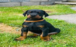 Dobermann dogs for sale: FULLY HEALTH & HEART TESTED KC in Whitland - Image 14