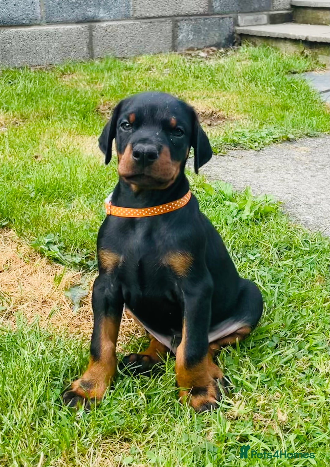 Dobermann dogs for sale: FULLY HEALTH & HEART TESTED KC in Whitland - Image 14