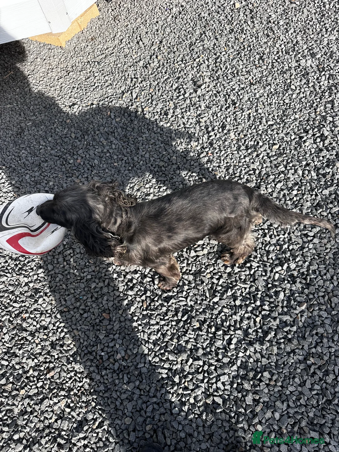 Cocker Spaniel dogs for sale: Four year-old cocker spaniel dog in Spalding - Advert 2