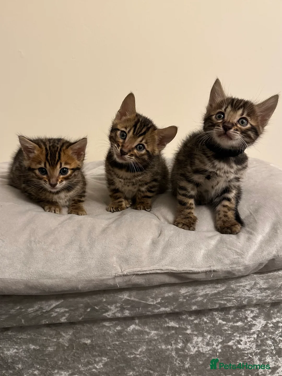 Bengal cats for sale: Bengal kittens for sale - Advert 5