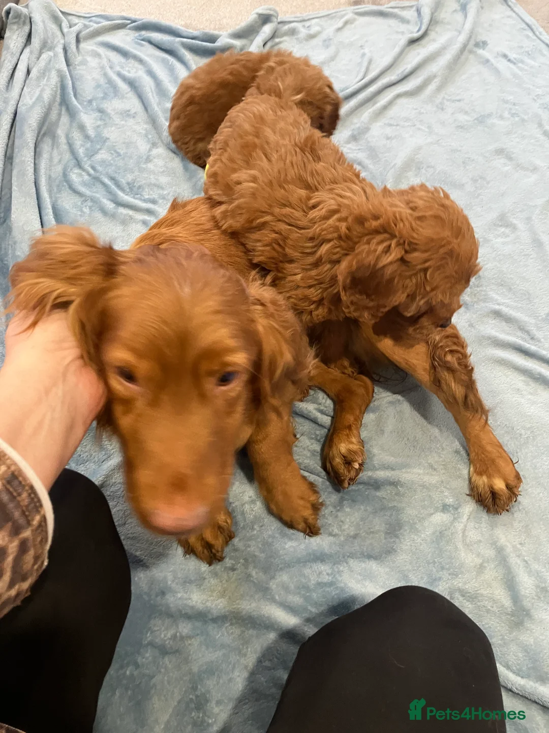 Cockapoo dogs for sale: Our darling cockapoos 🥰 - Advert 6