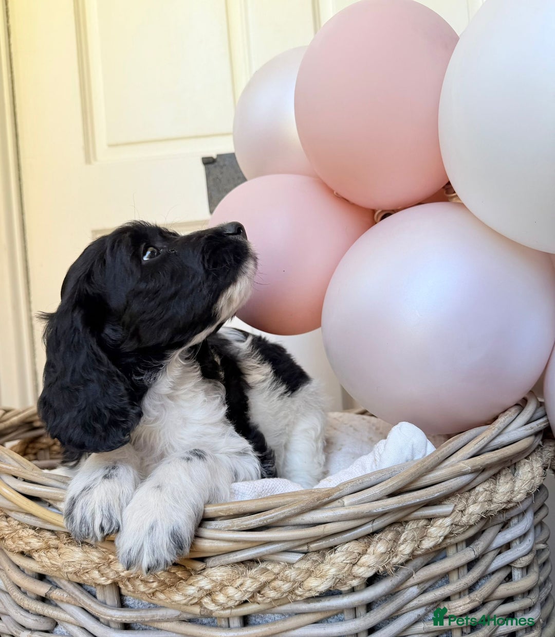 Cockapoo dogs for sale:  cockapoo puppies **READY GO GO** - Image 25