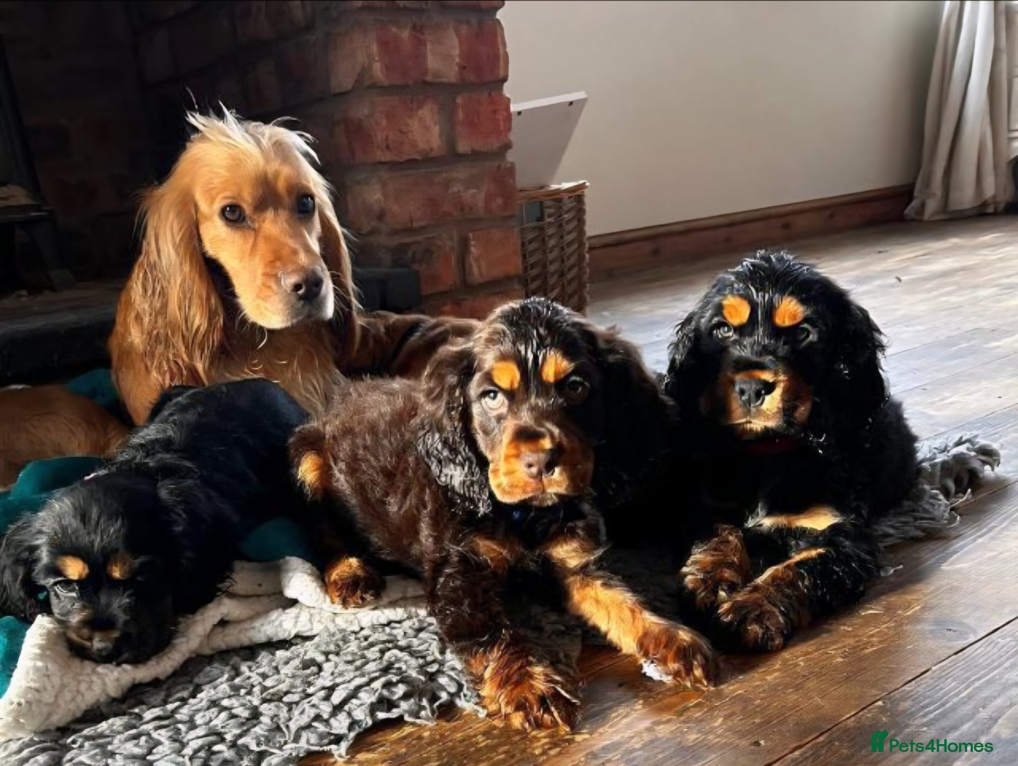 Cocker Spaniel dogs Show Spaniels from fully health tested parents - Advert 16