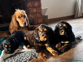 Cocker Spaniel dogs Show Spaniels from fully health tested parents - Advert 16