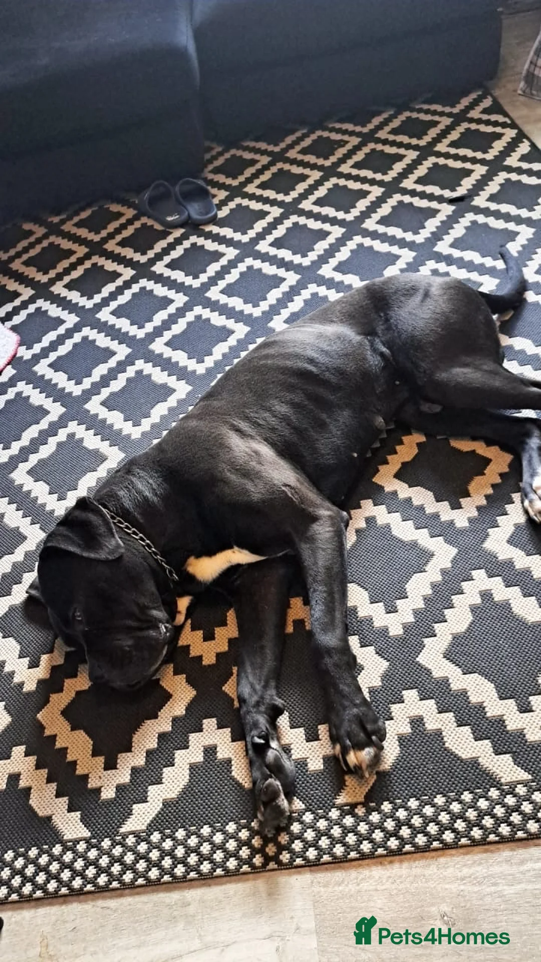 Mixed Breed dogs for sale: Cosmo  in Hemel Hempstead - Advert 6