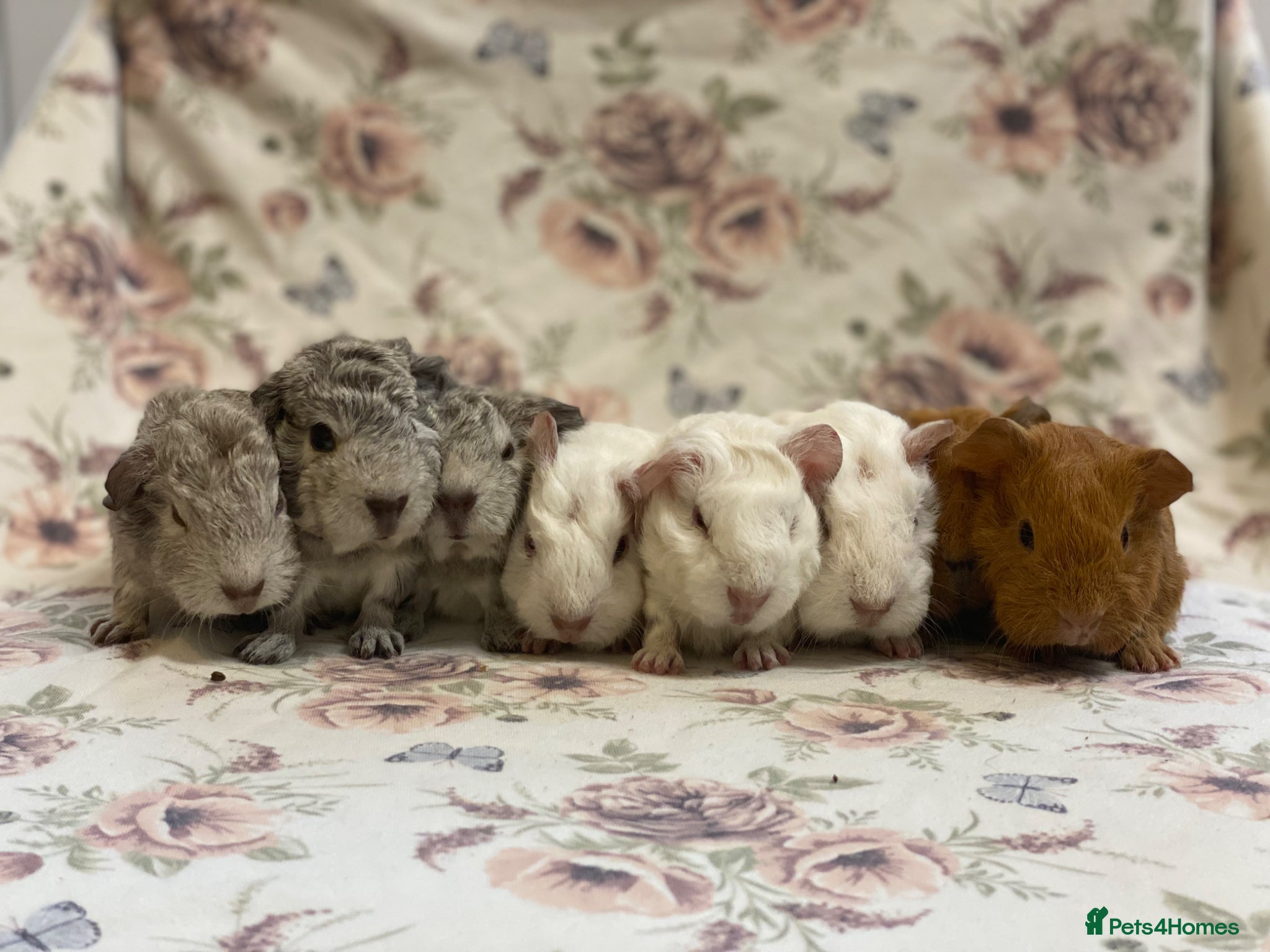 Guinea Pig rodents Female baby and adult Guineapigs available soon - Advert 13