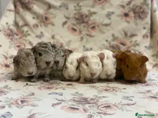 Guinea Pig rodents Female baby and adult Guineapigs available soon - Advert 13