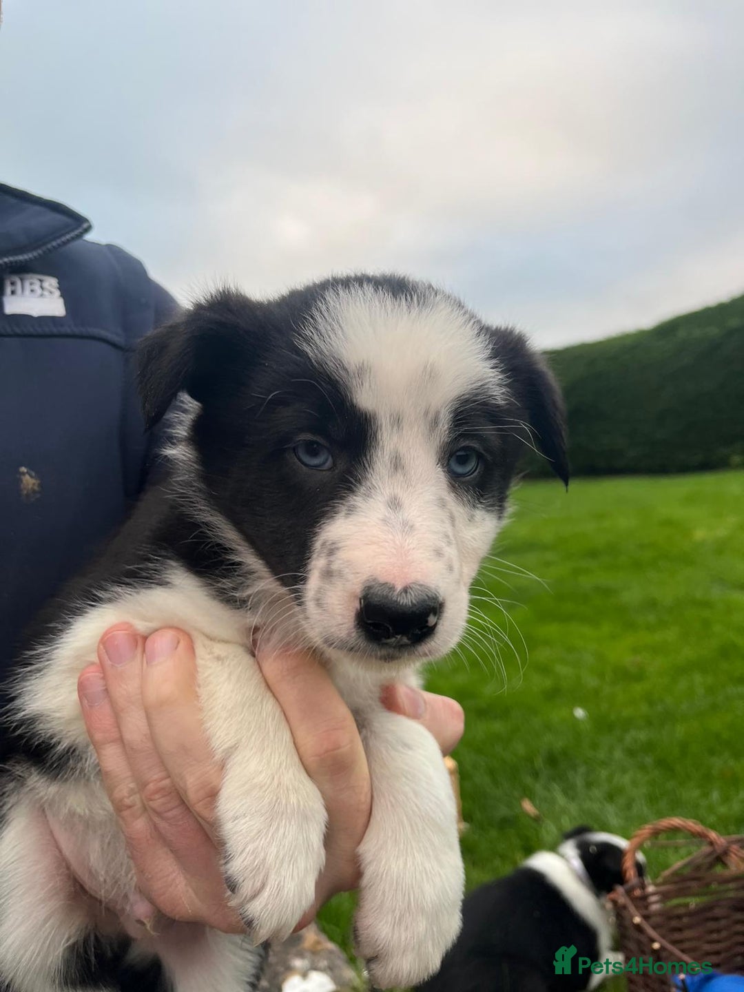 Border Collie dogs for sale: Adorable ISDS Border Collie Puppies - Advert 9