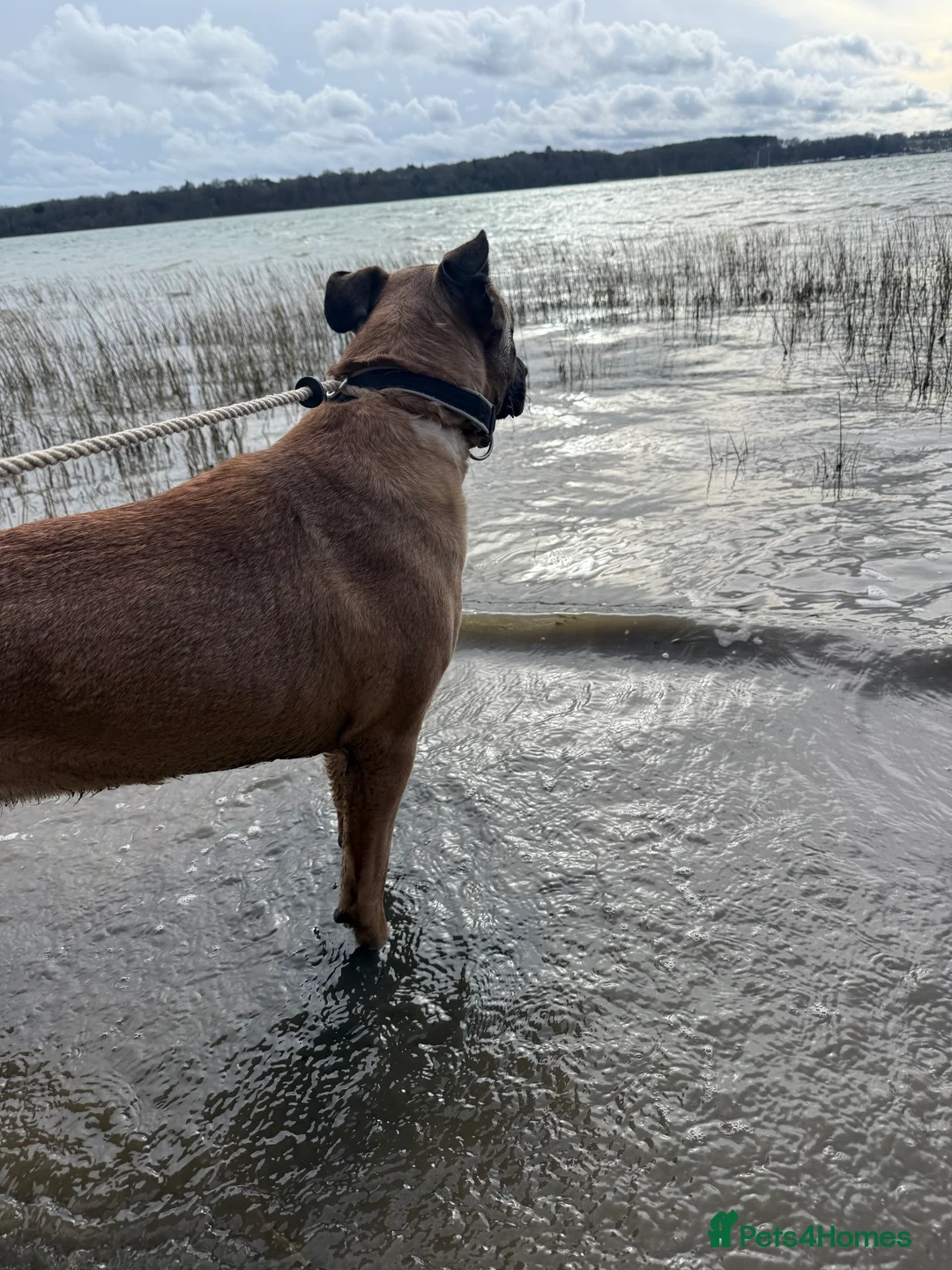 Mixed Breed dogs for sale: Willow  in Ipswich - Advert 3