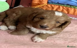 Australian Labradoodle dogs for sale: Stunning miniature Australian labradoodles - Image 3