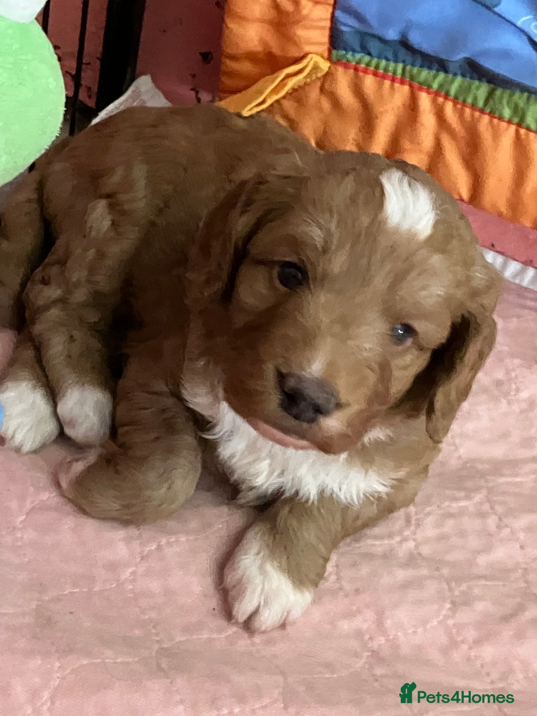 Australian Labradoodle dogs for sale: Stunning miniature Australian labradoodles - Image 3