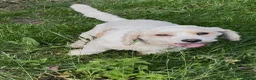 Mixed Breed dogs for sale: Cavajack puppy’s  - Advert 2