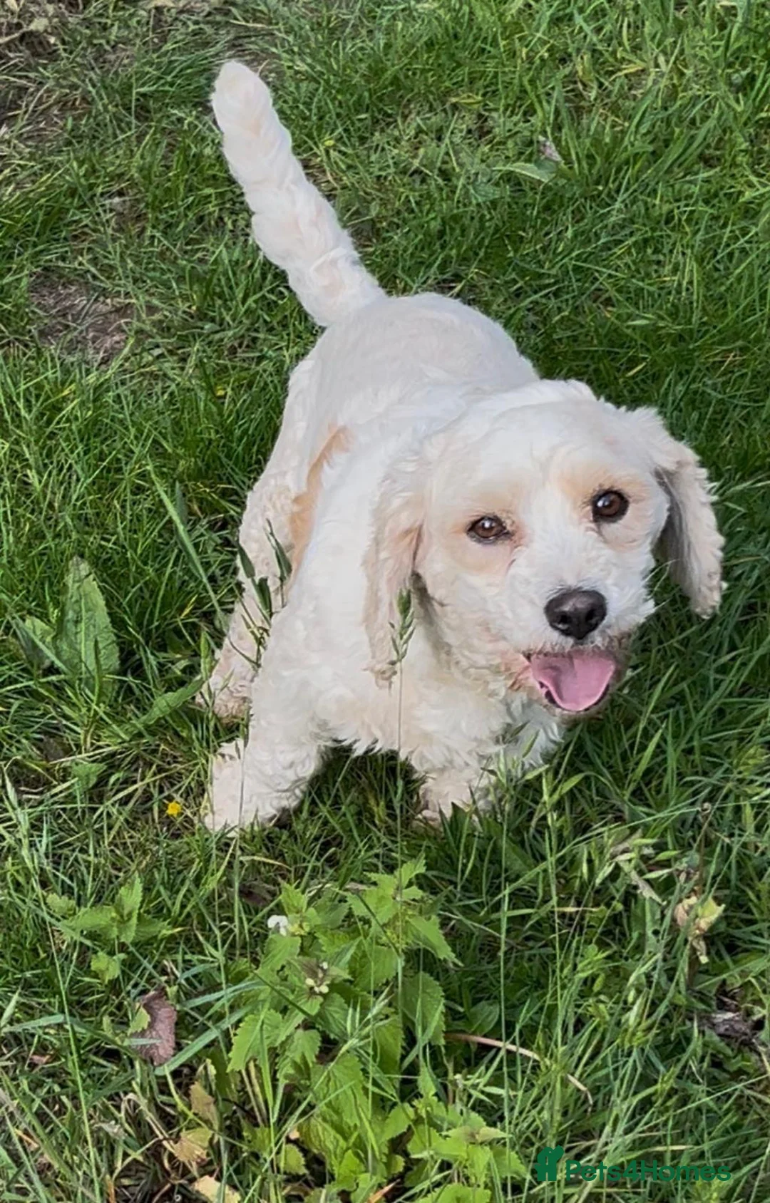 Mixed Breed dogs for sale: Cavajack puppy’s  - Advert 2