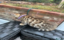 Bengal cats for sale: GORGEOUS PURE BENGAL KITTENS READY TO GO ❤️ - Image 27