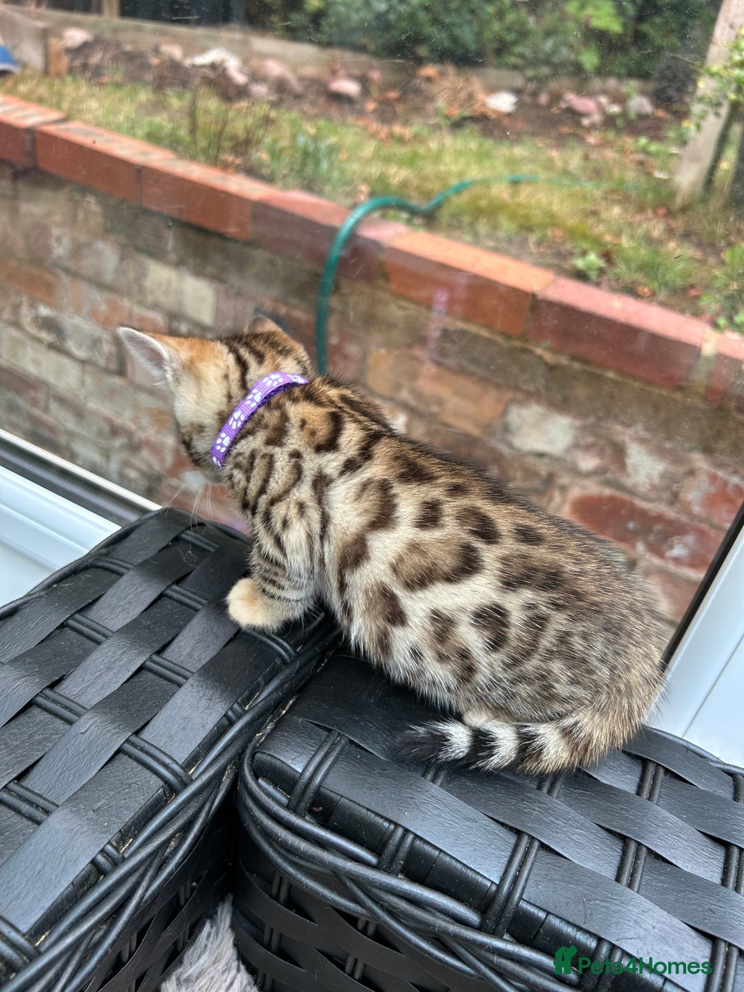 Bengal cats for sale: GORGEOUS PURE BENGAL KITTENS READY TO GO ❤️ - Image 27