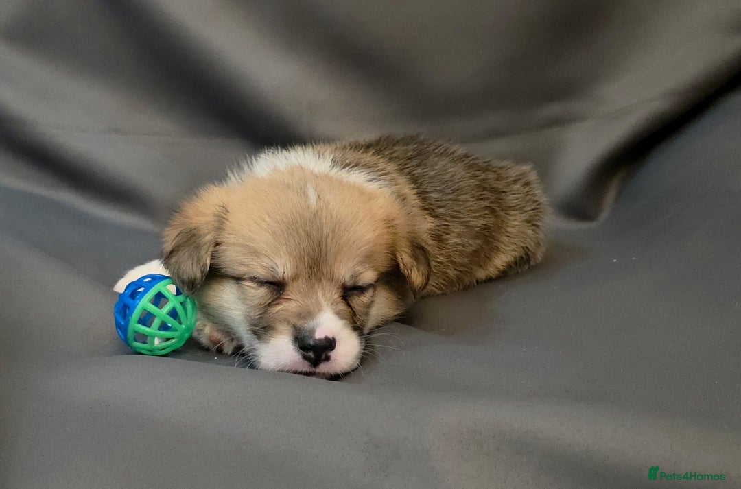 Welsh Corgi Pembroke dogs for sale: 33rd Generation RKC Pembroke Corgi Pups - Advert 20