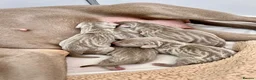 Weimaraner dogs for sale: 🐾 Beautiful Weimaraner puppies 🐾 - Advert 1