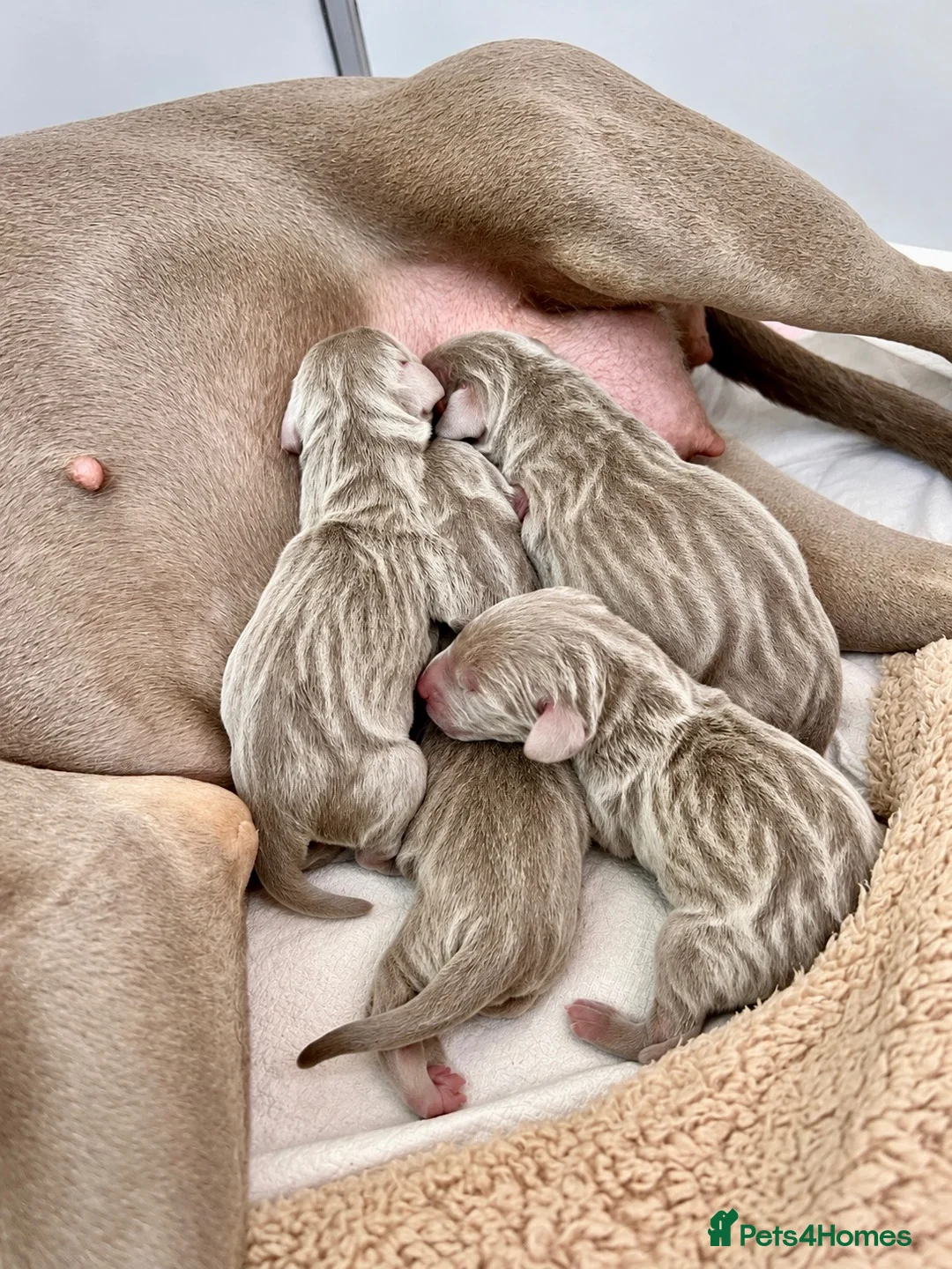 Weimaraner dogs for sale: 🐾 Beautiful Weimaraner puppies 🐾 - Advert 1