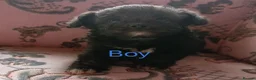 Chipoo dogs for sale: 3 beautiful chipoo puppies - Advert 4