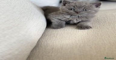 British Shorthair cats - Advert 7