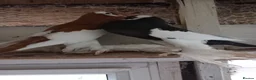 Pigeons birds for sale: Premium Breeding Pigeons Top Quality Pairs Availab - Advert 5