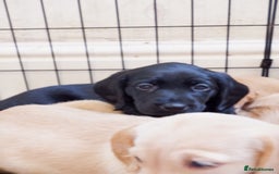 Cockerdor dogs for sale: Working Cockerdor Pups - Advert 4
