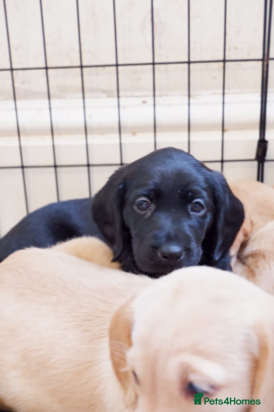 Cockerdor dogs for sale: Working Cockerdor Pups - Advert 4